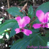 Impatiens cuspidata subsp. bipartita (Arn.) Grey-Wilson